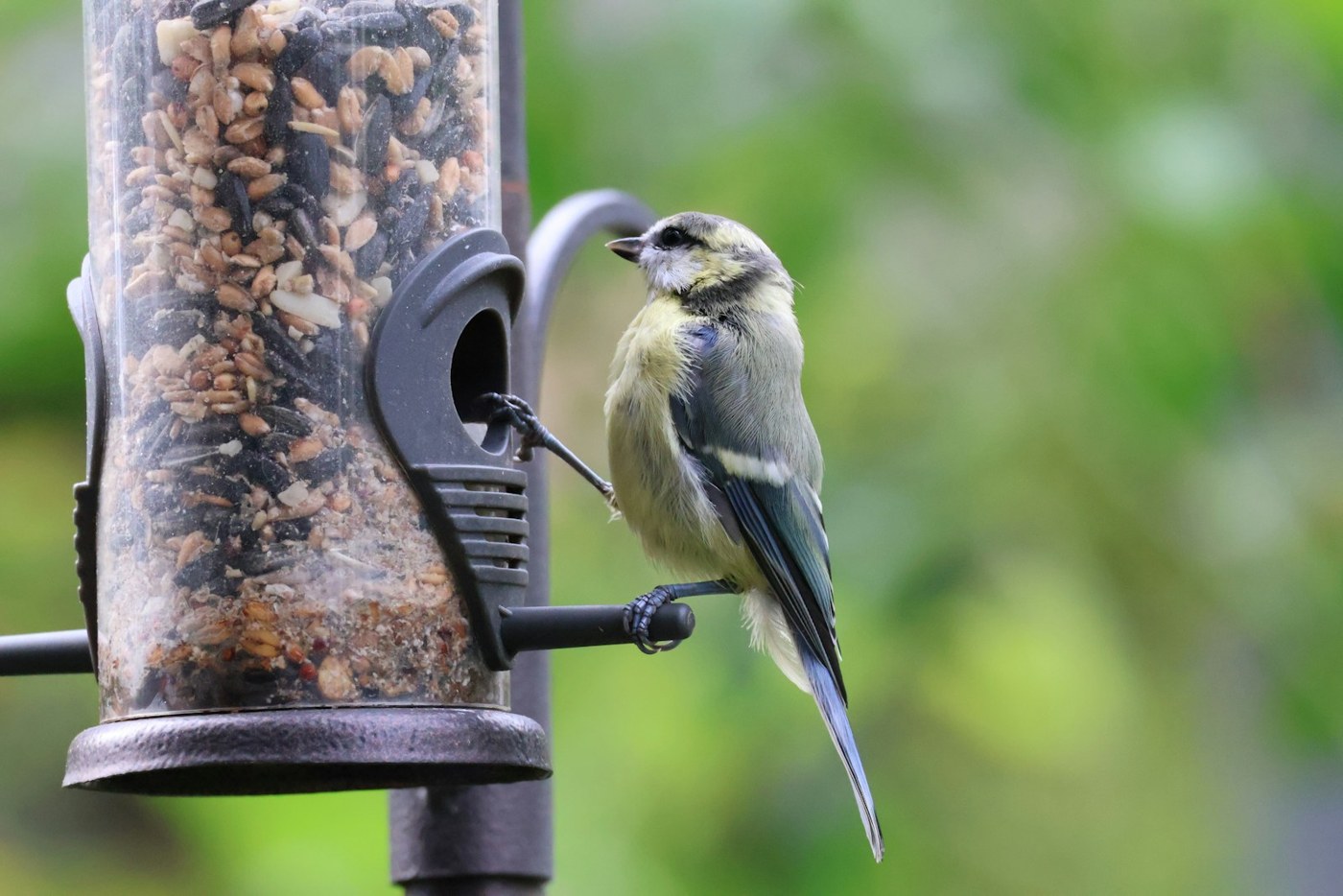 A small songbird perched at a seed feeder in a leafy backyard