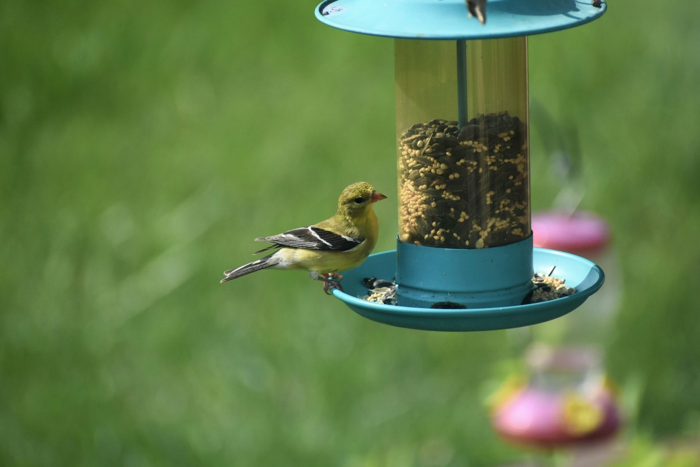 A yellow finch perched at a blue bird feeder