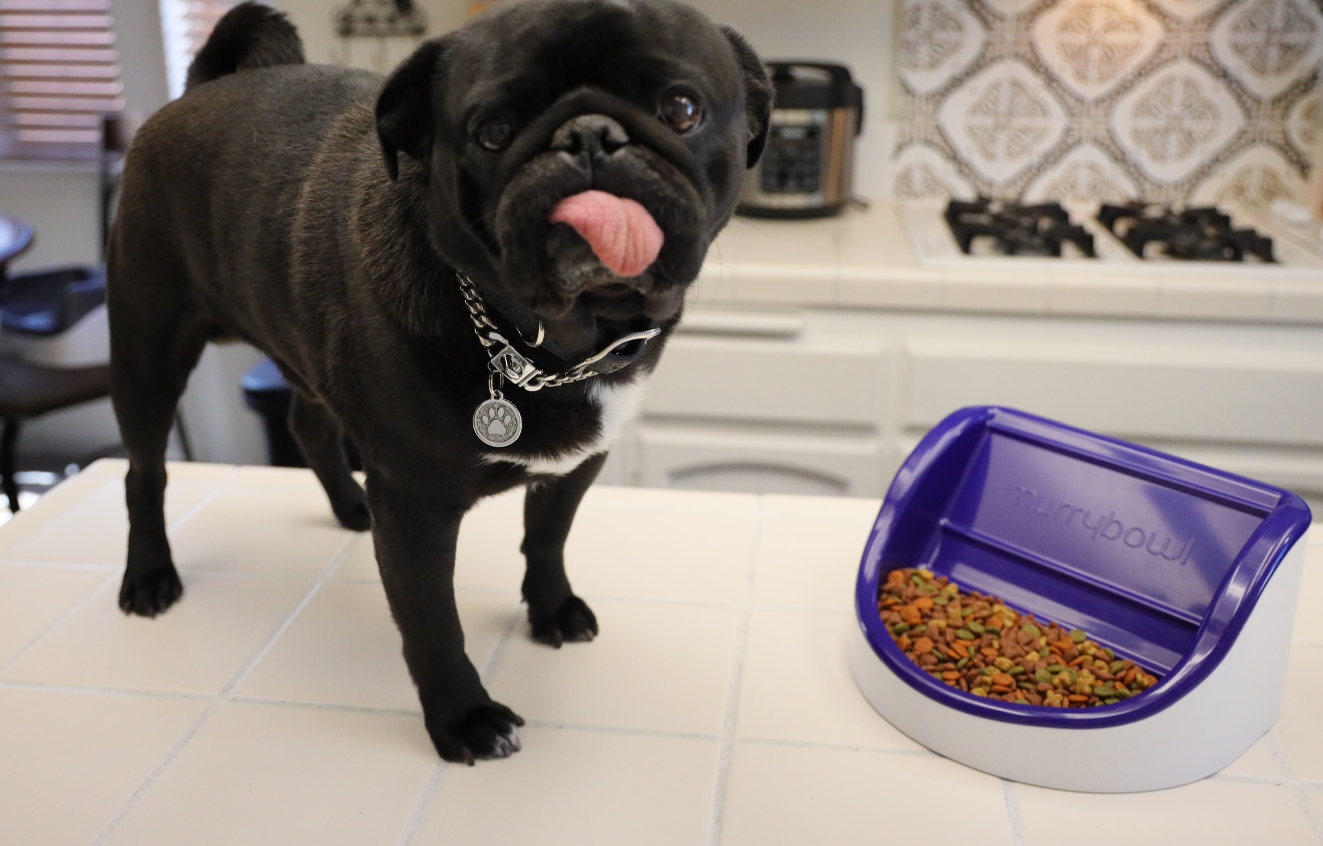 Murrybowl in use by a flat-faced dog