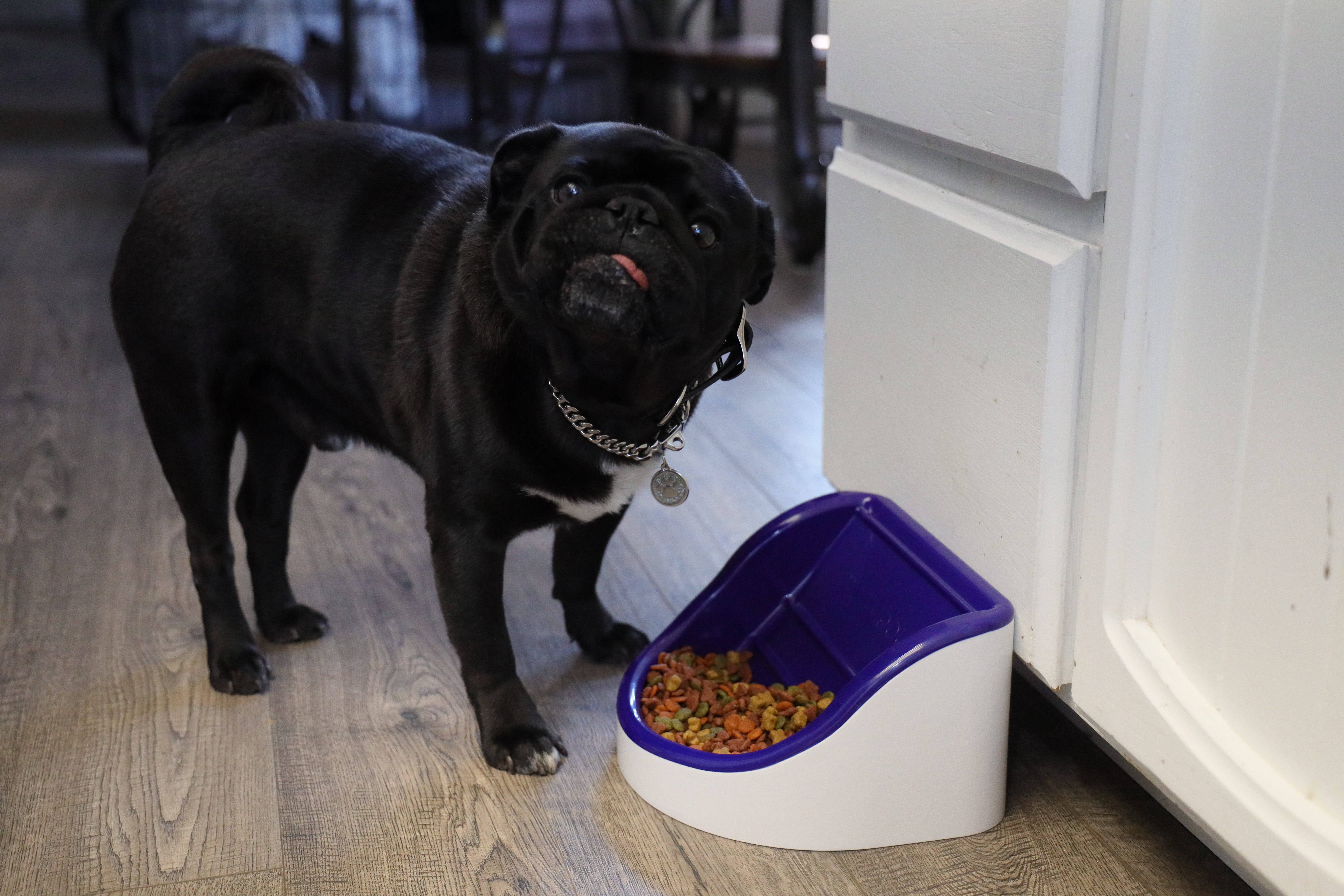 Black pug eating from a blue Murrybowl