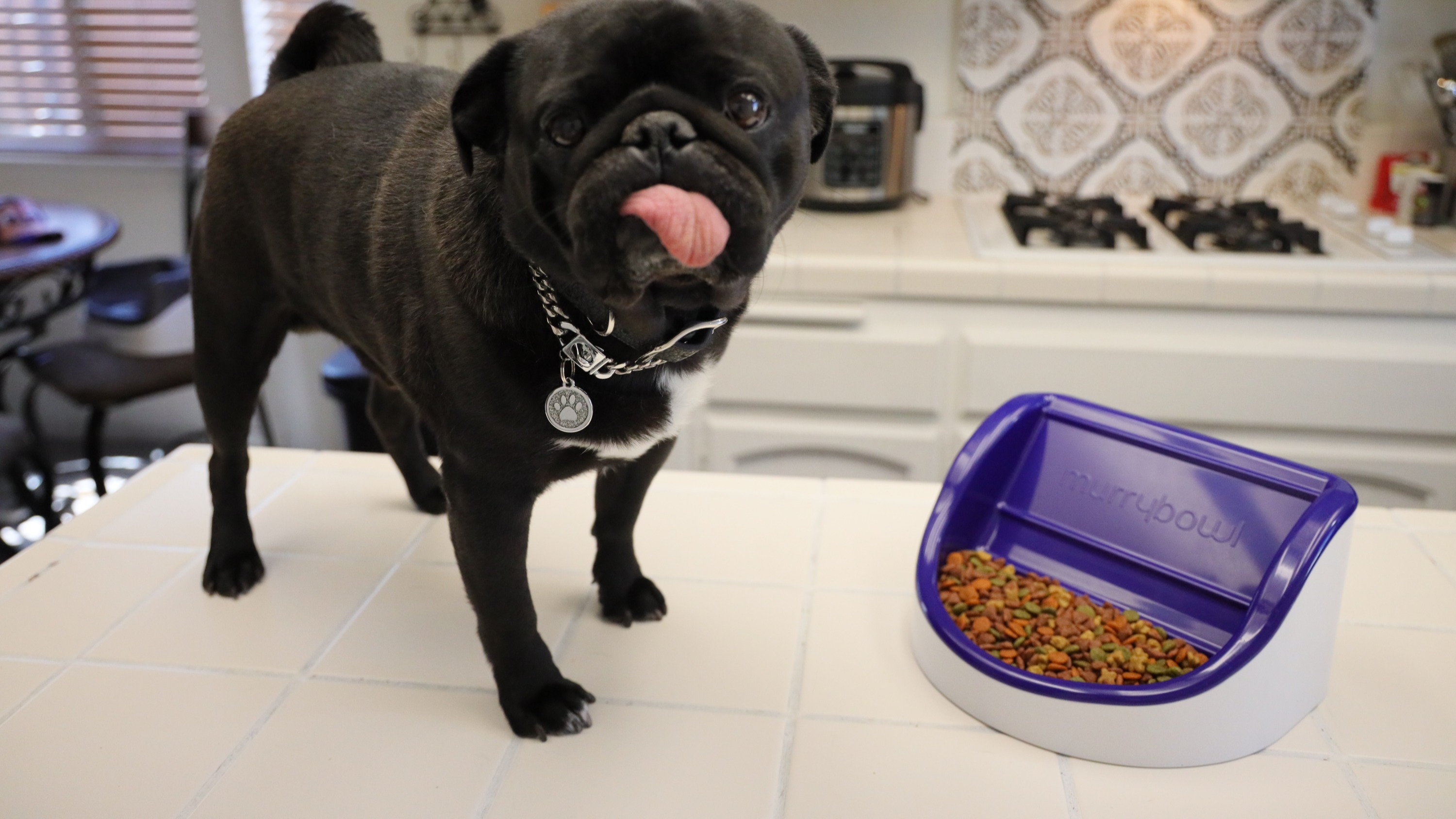 A black pug next to a Murrybowl