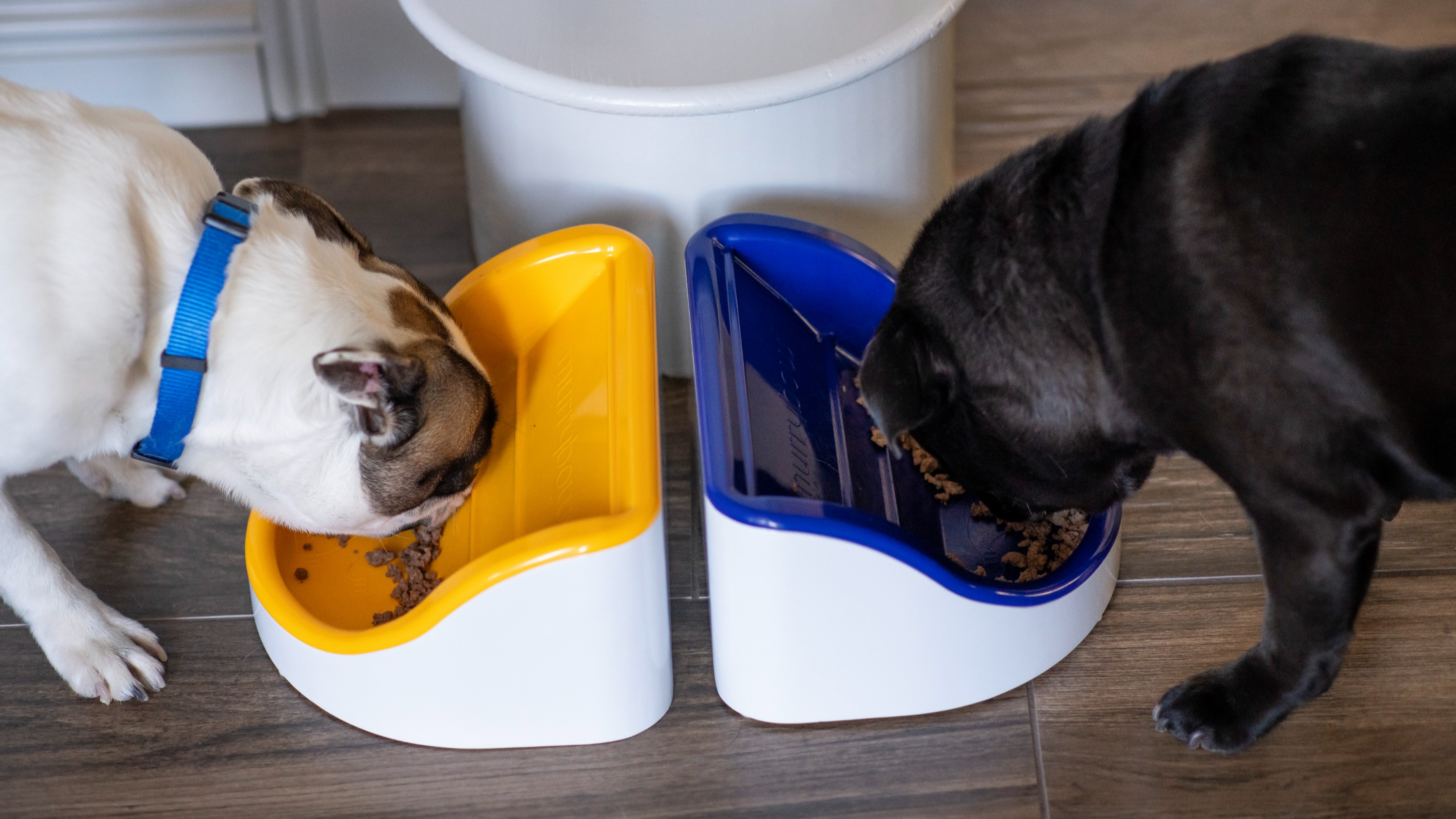 Two flat-faced dogs eating from Murrybowls