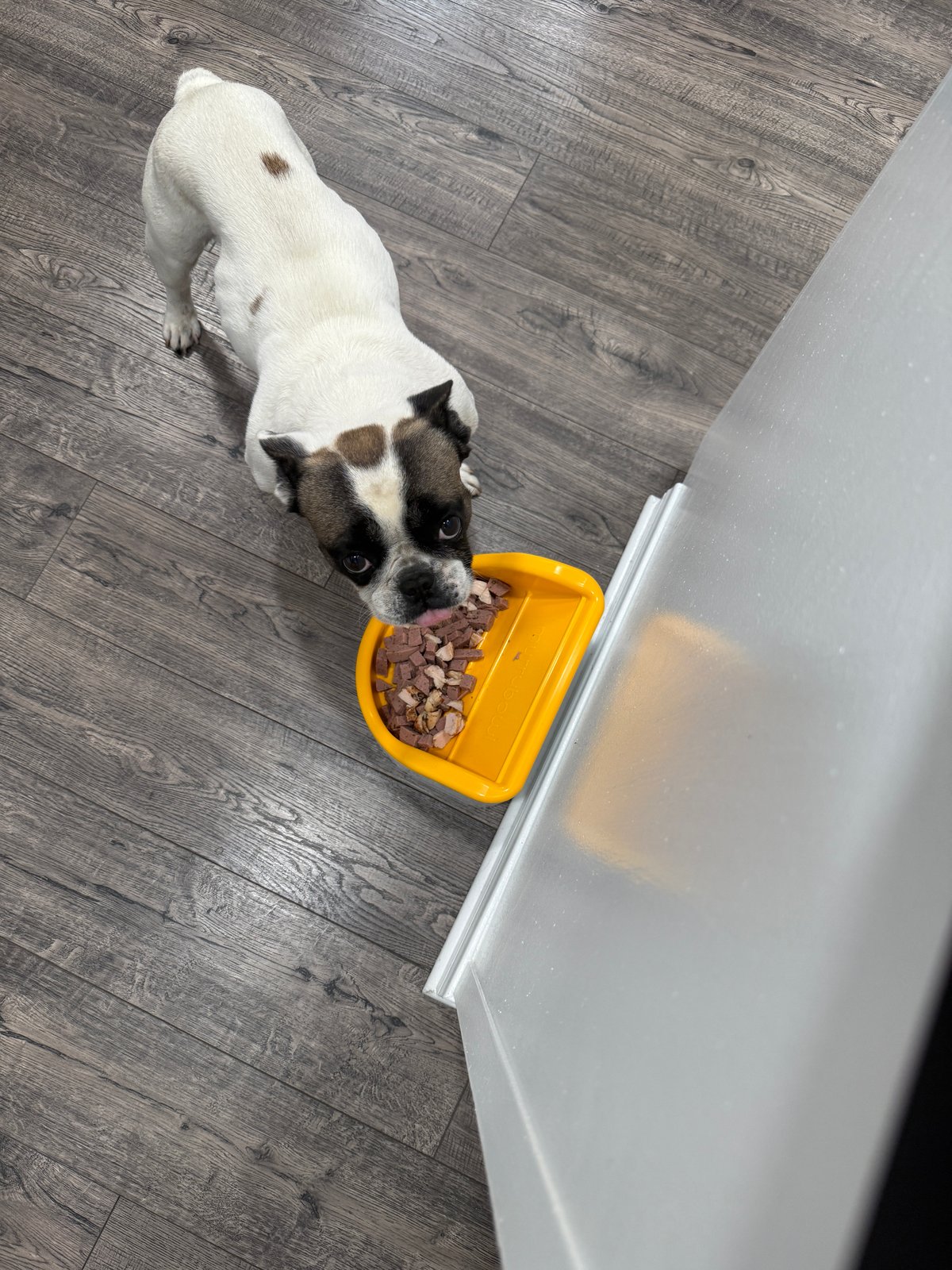 Jack the rescued Frenchie enjoying a meal from his yellow Murrybowl