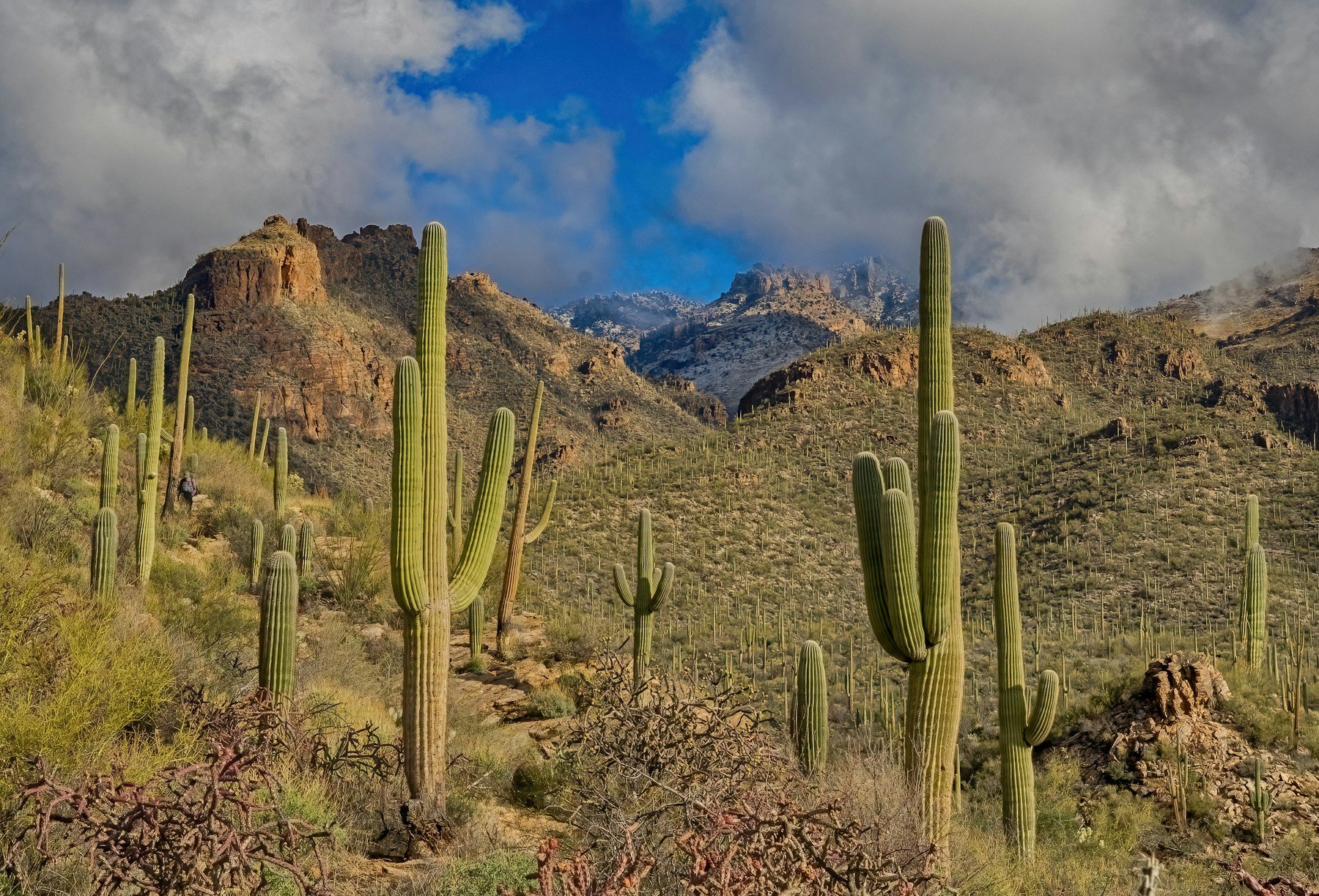 Saguaro cacti and the Santa Catalina Mountains in the Sonoran Desert near Tucson, Arizona