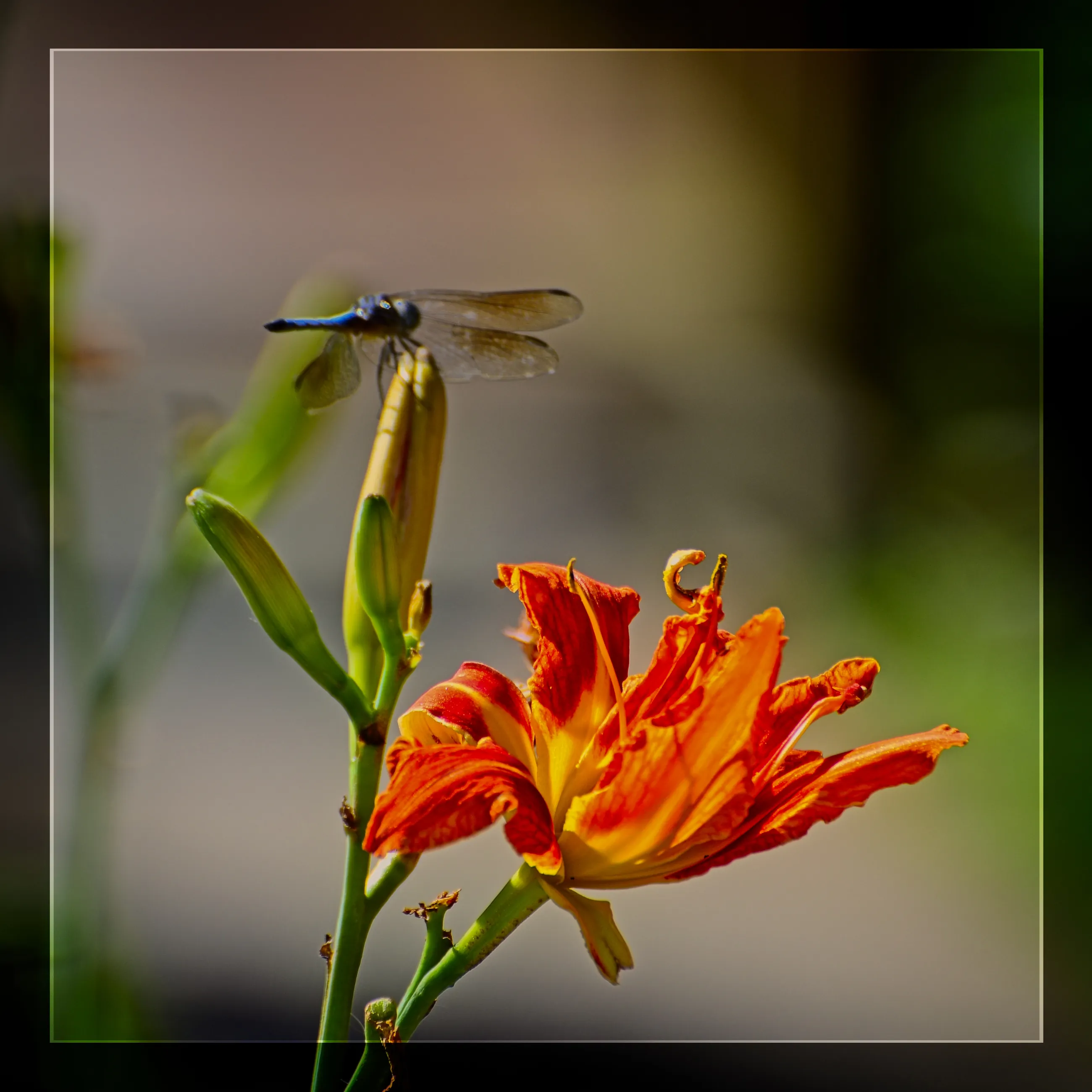 Orange Flower and Dragonfly Print