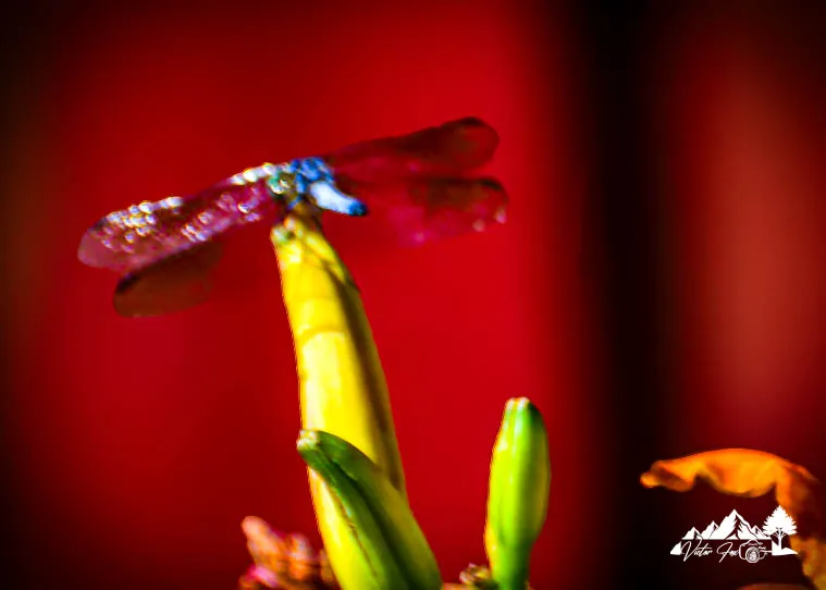 Dragonfly on Yellow Flower Print
