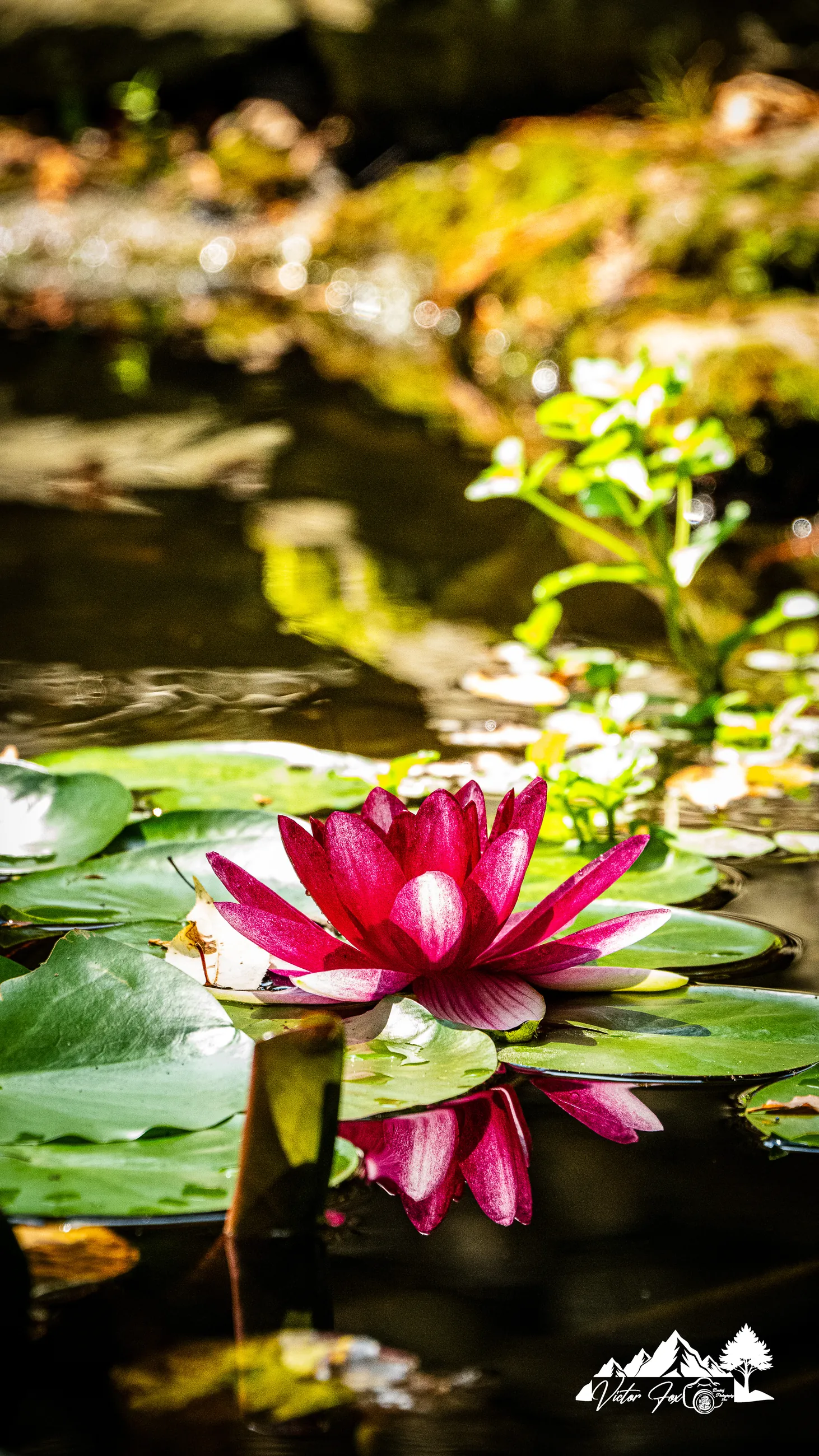 Pink Water Lily Pond Print