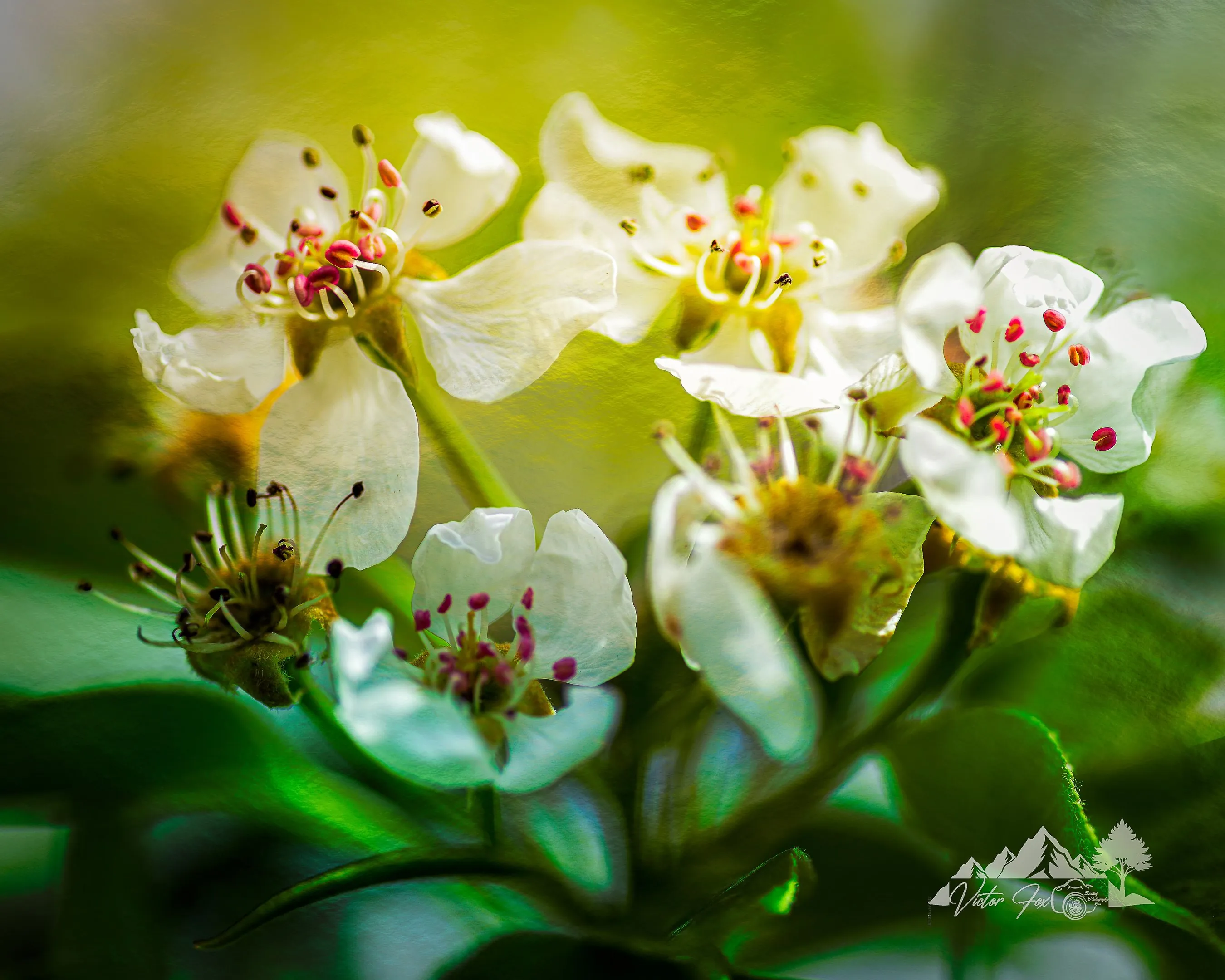 White blossoms photographed close up in soft light