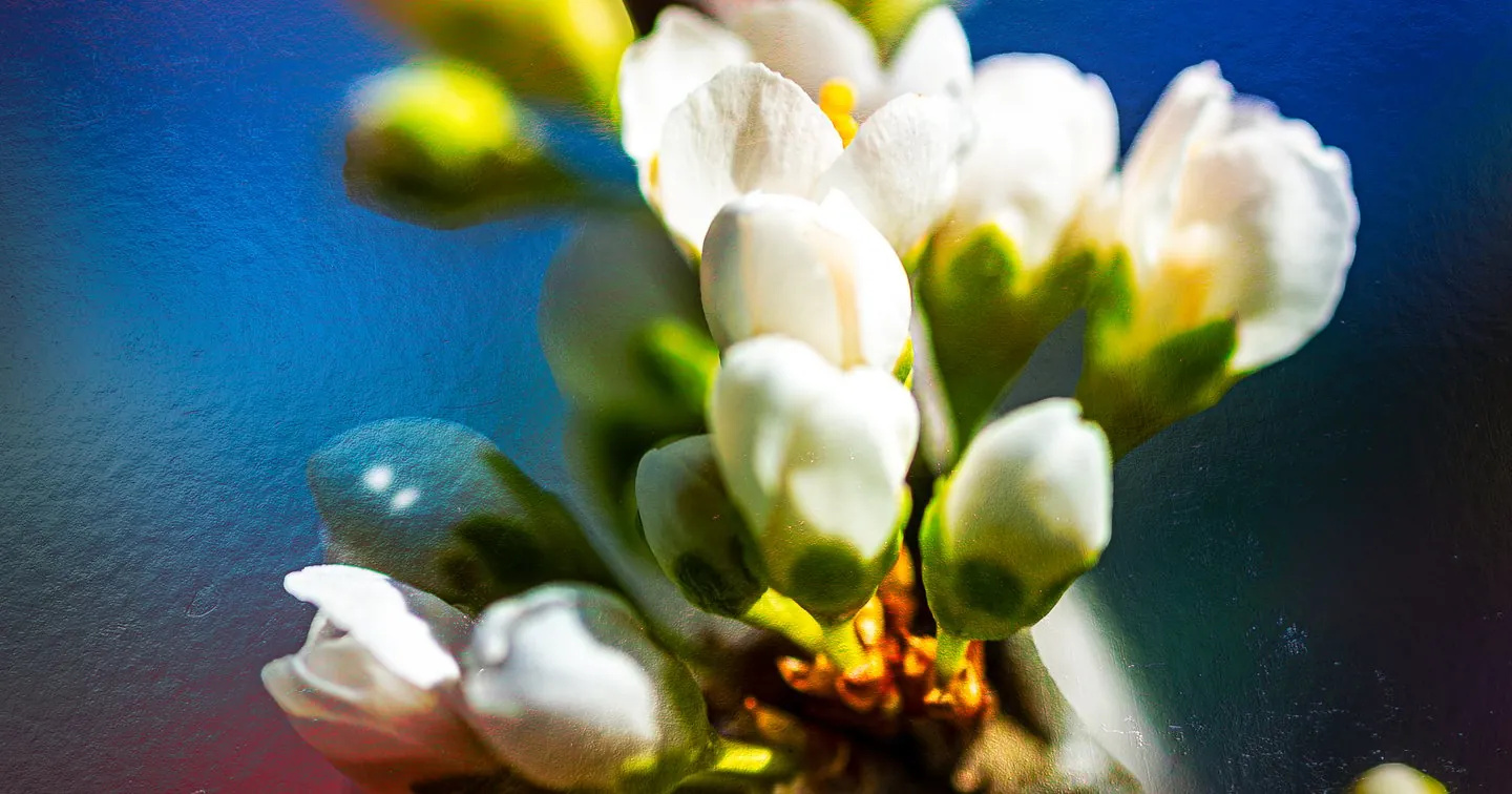 Apple Blossom Photograph
