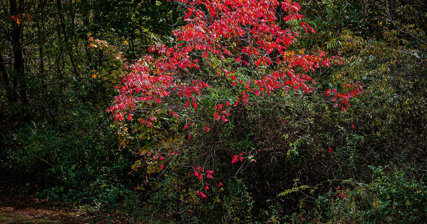 Autumn Foliage Wall Art