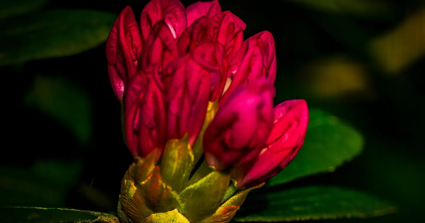 Beautiful Blooming Flower