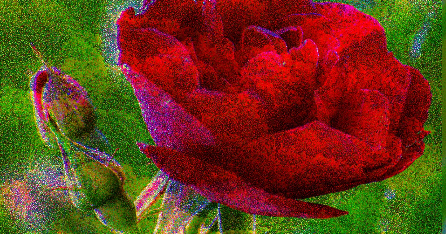 Beautiful Red Rose Photo