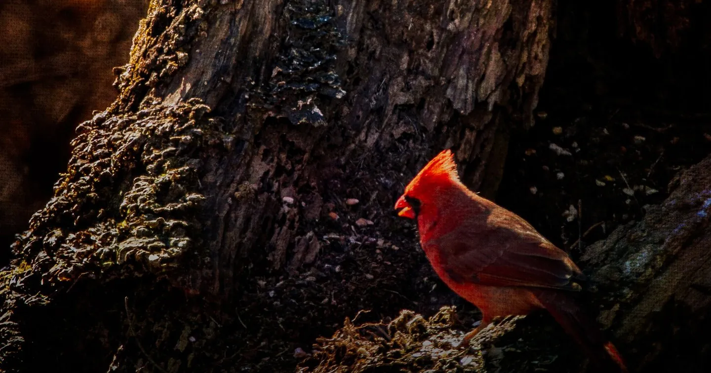 Cardinal Photograph