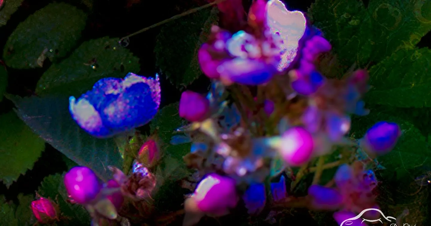 Colorful Blooming Flowers