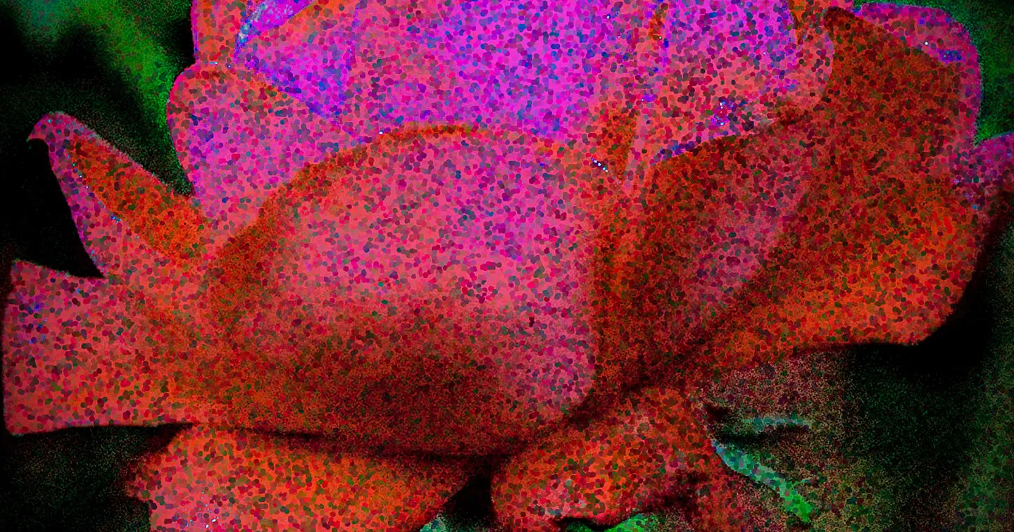 Colorful Rose Art