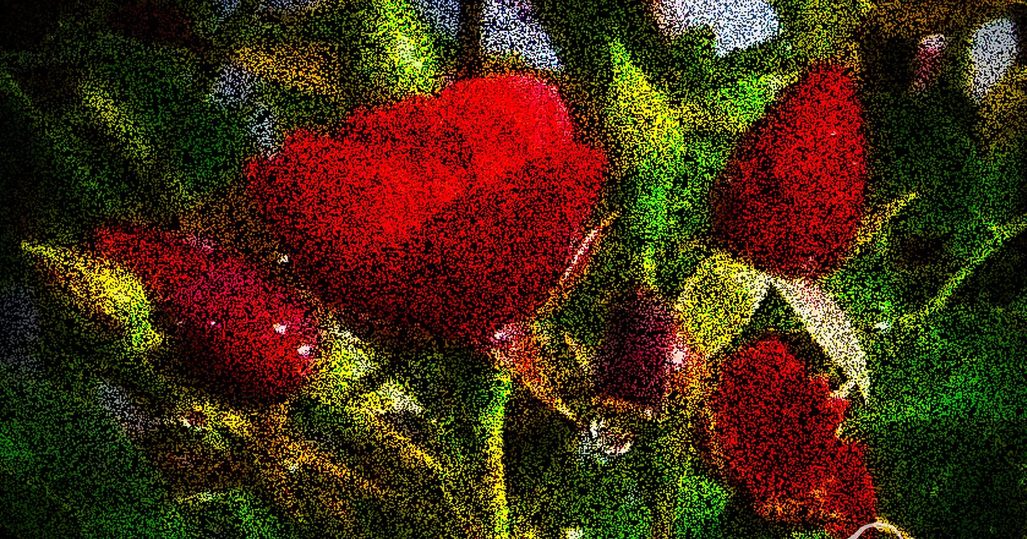 Digital Art Print of Red Roses