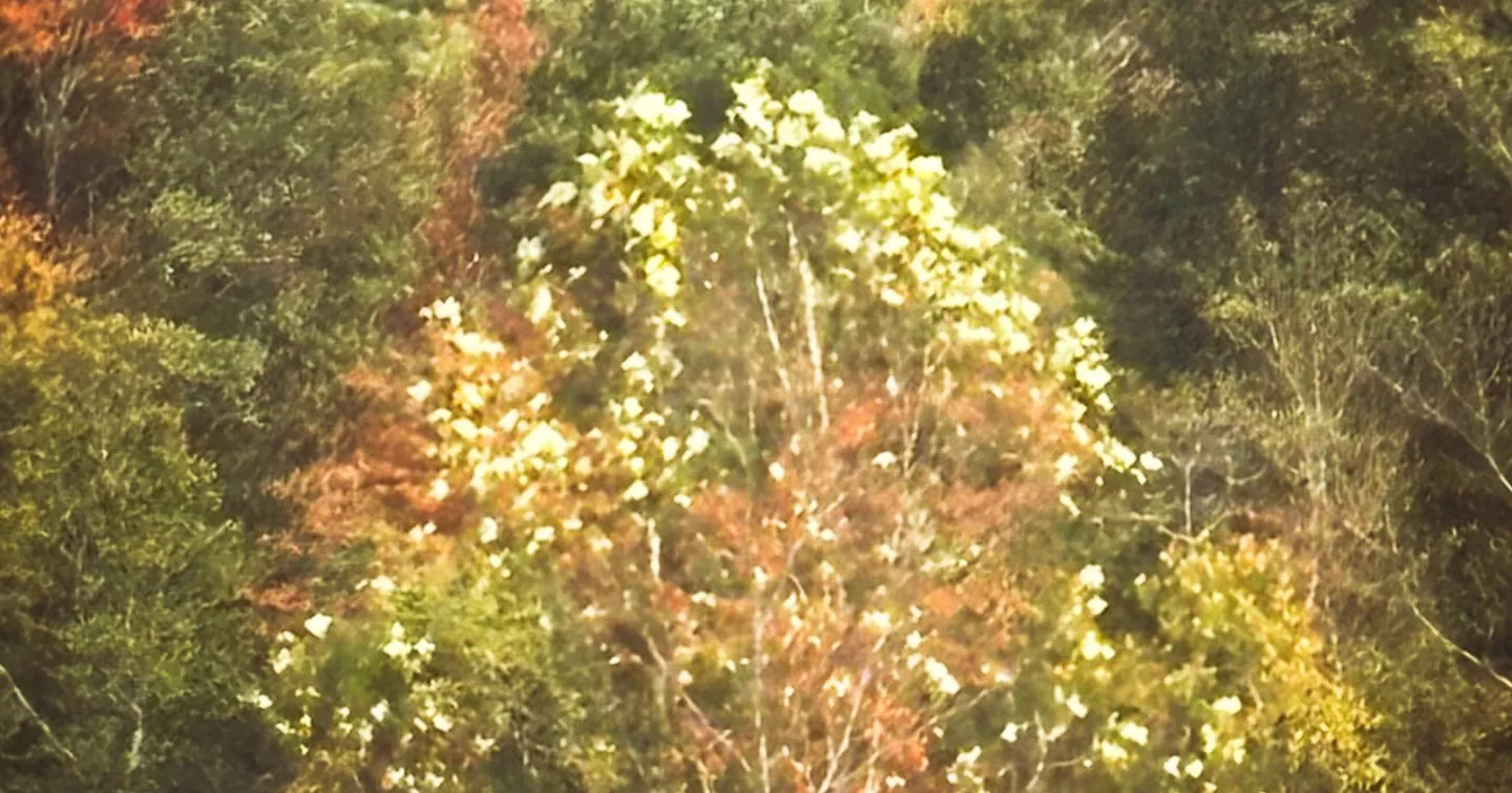 Fall Spectacular
