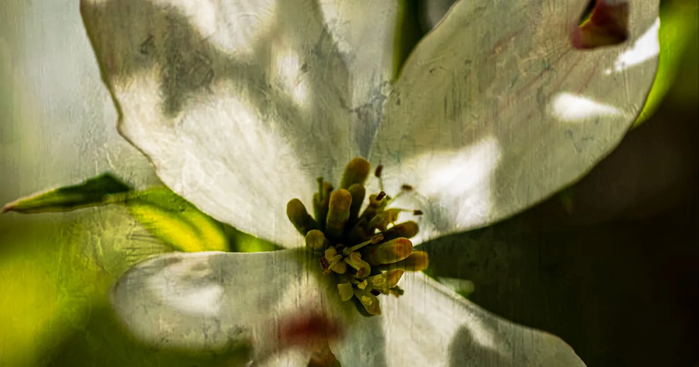 Floral Art Print