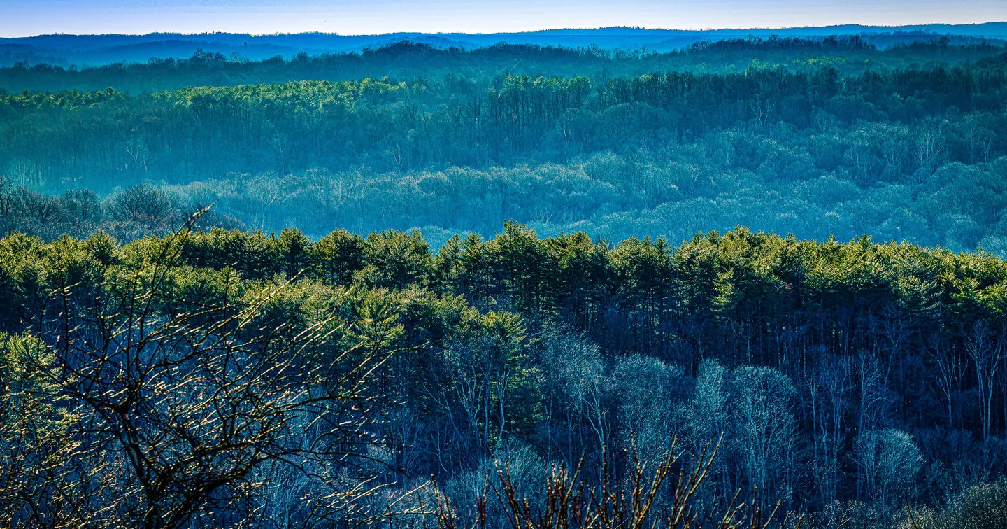 Forest Landscape Art Print