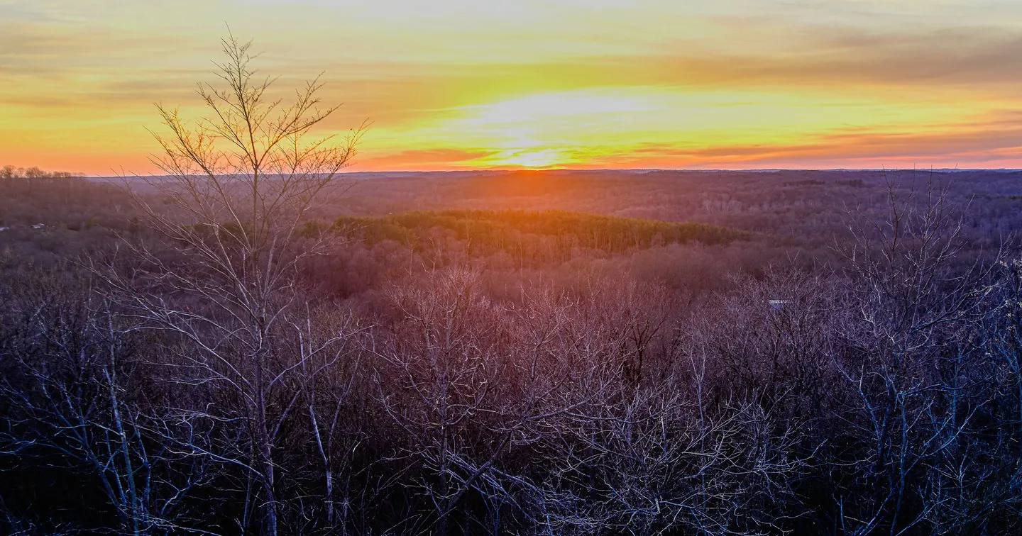 Forest Landscape Photo Print