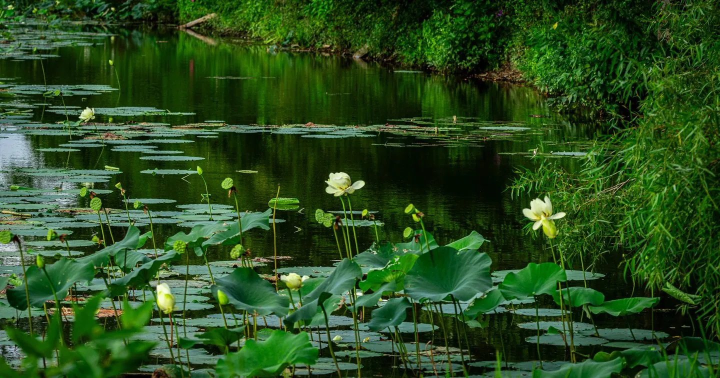 Fresh Lotus Flowers
