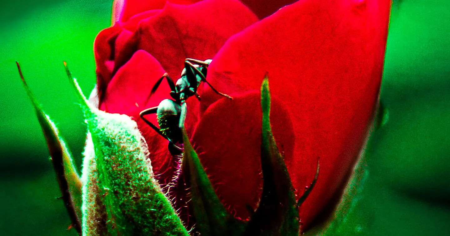 Fresh Red Rose Bloom