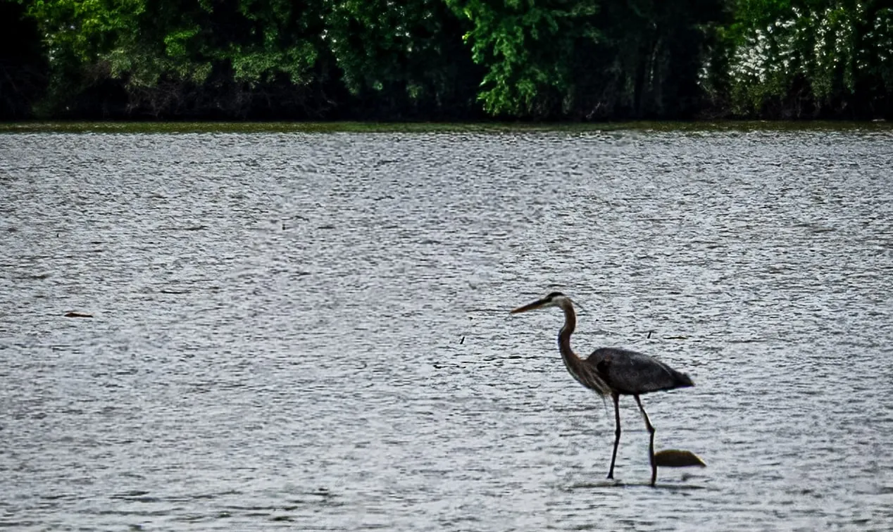 Heron Standing in Water