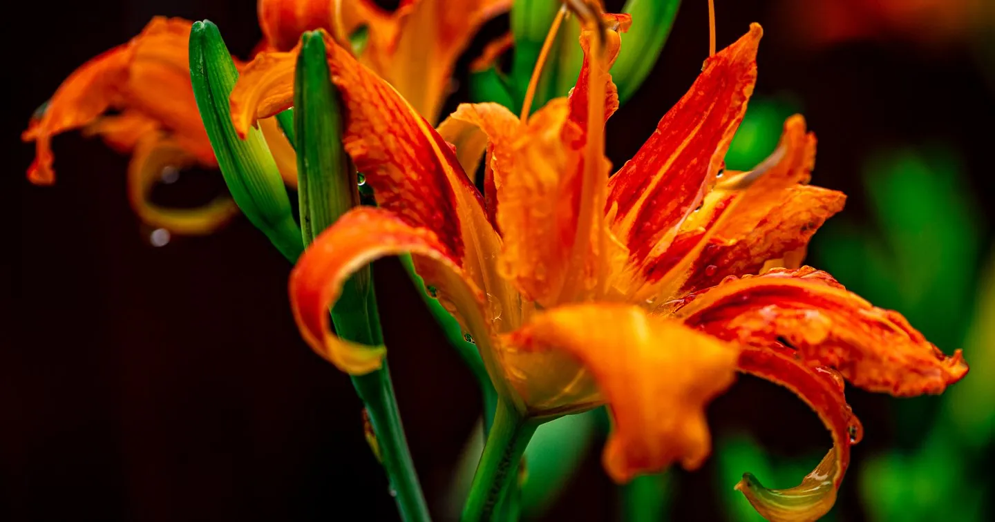 Orange Daylily Flower