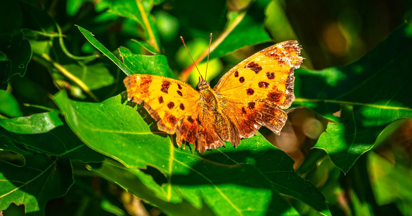 Orange Spotted Butterfly