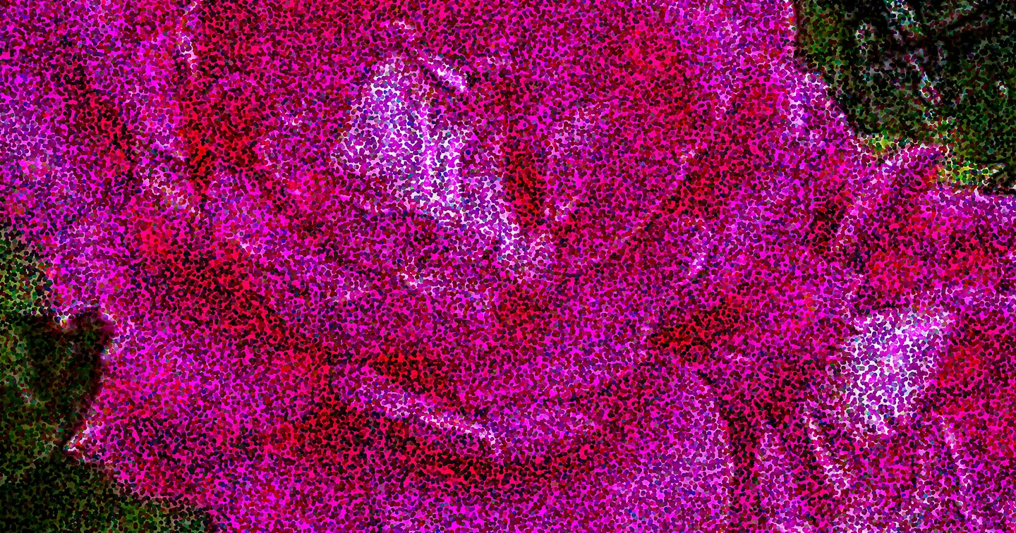 Pink Rose Photograph