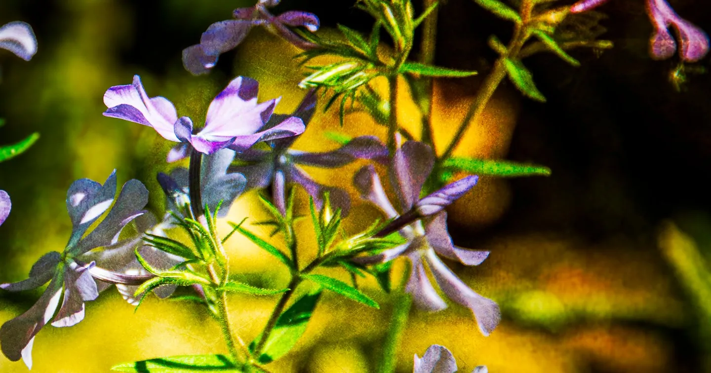 Purple and White Flowers Artwork