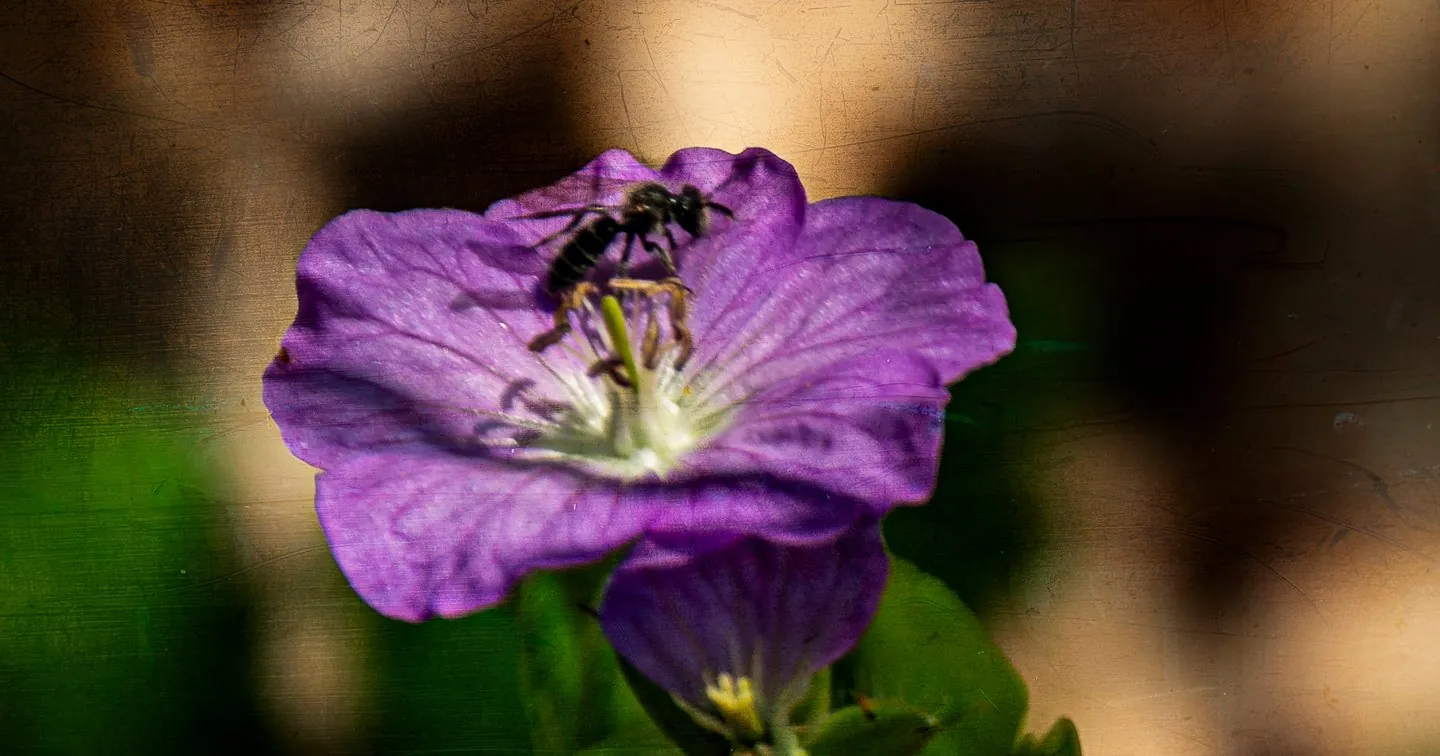 Purple Geranium Flower Print