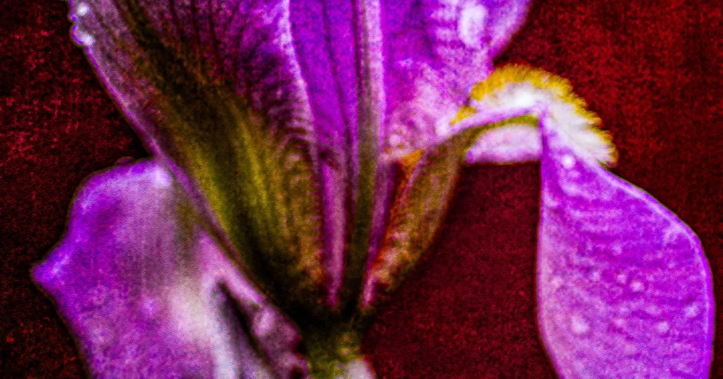 Purple Iris Flower