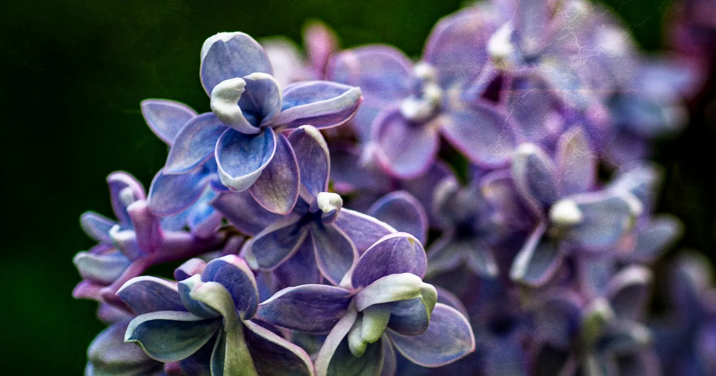 Purple Lilac Flower