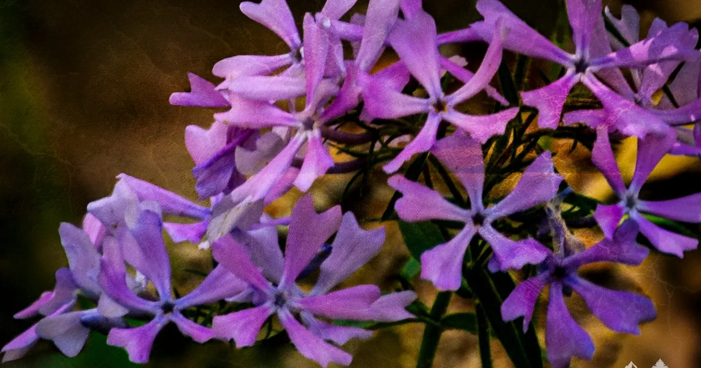 Purple Phlox Flower