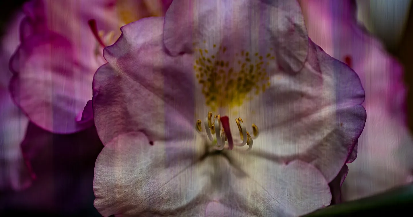 Purple Rhododendron Flower