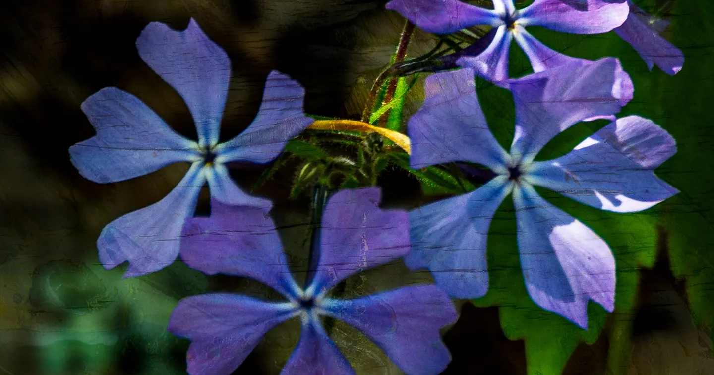 Purple Wildflowers