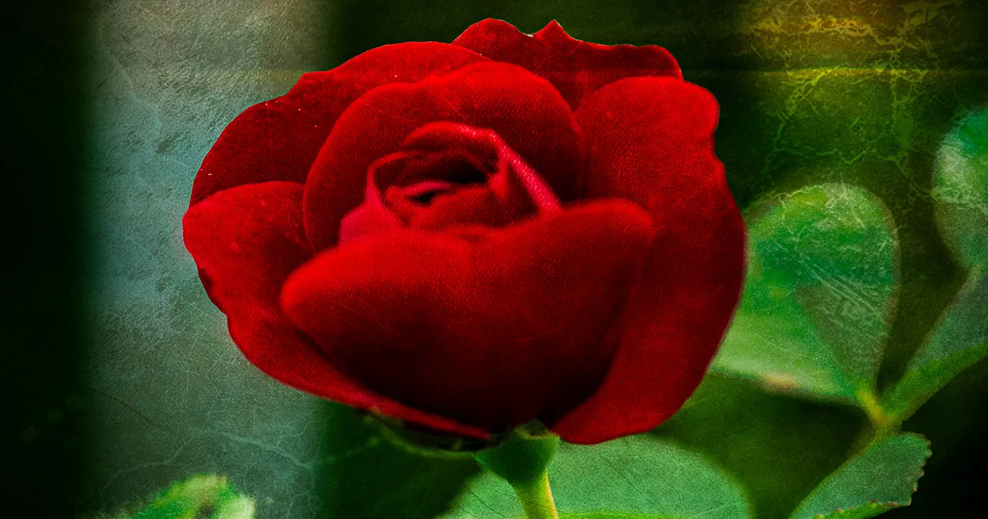 Red Rose