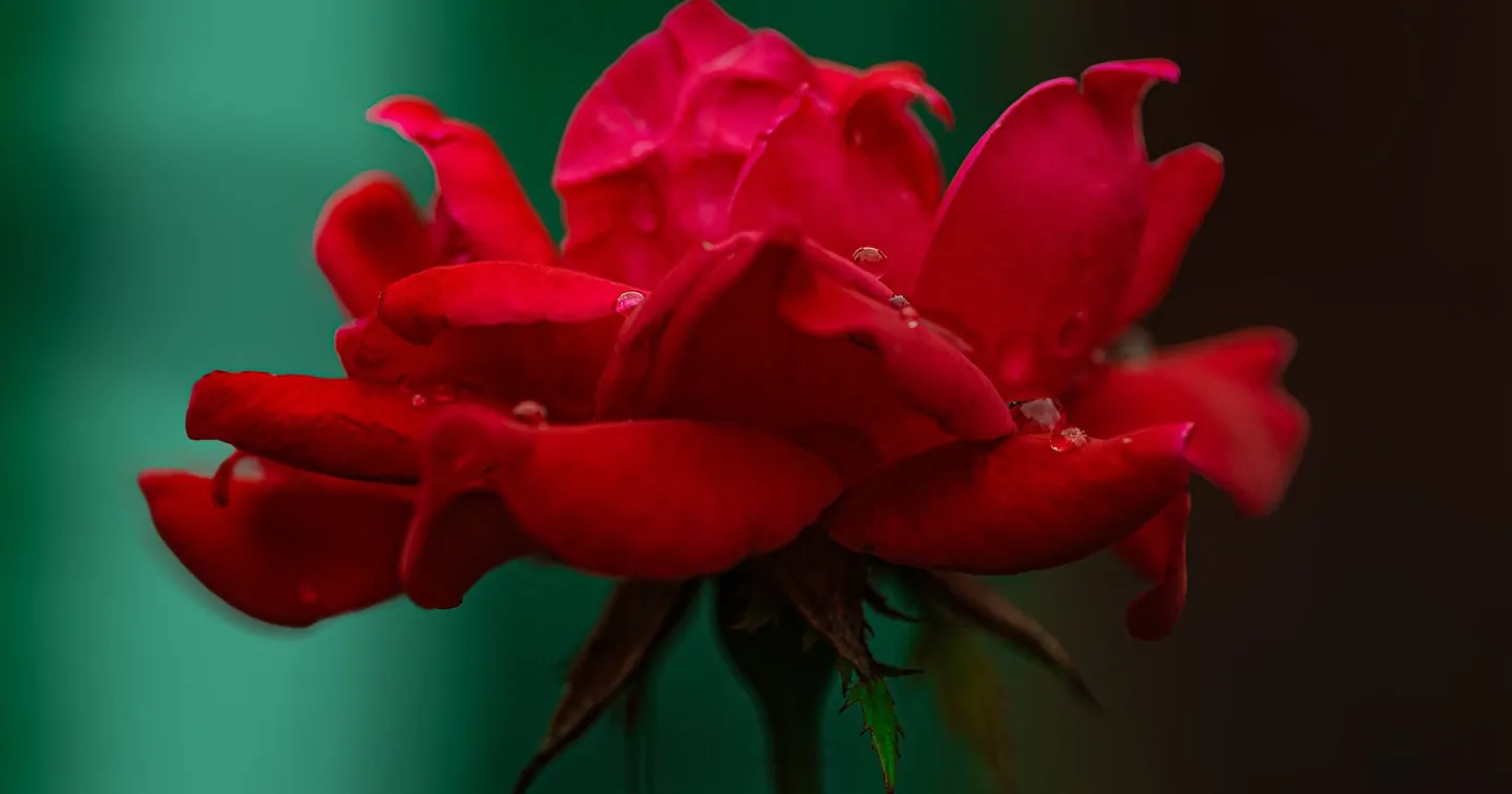 Red Rose