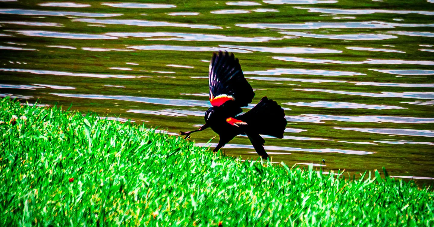 Red-winged Blackbird