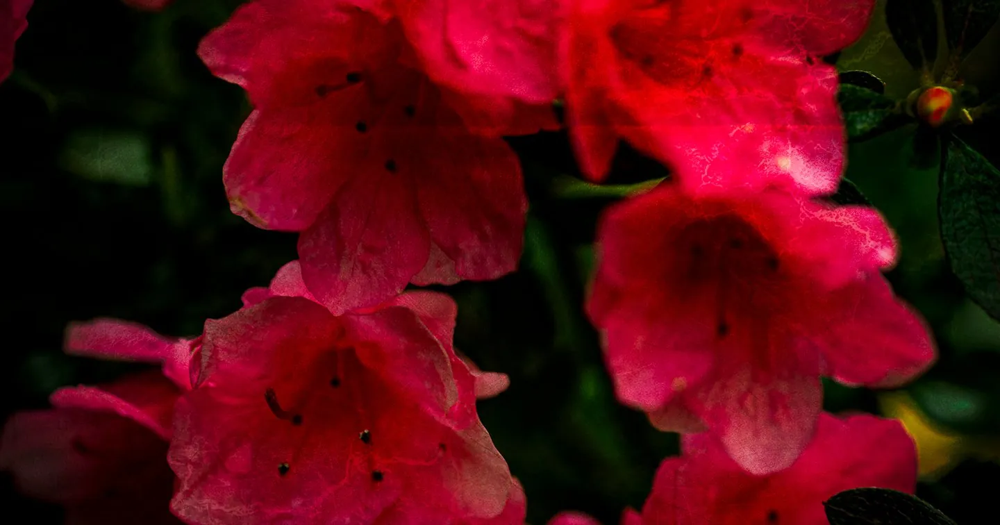 Vibrant Azalea Flowers