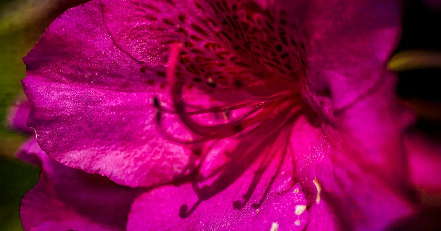 Vibrant Magenta Flower Print