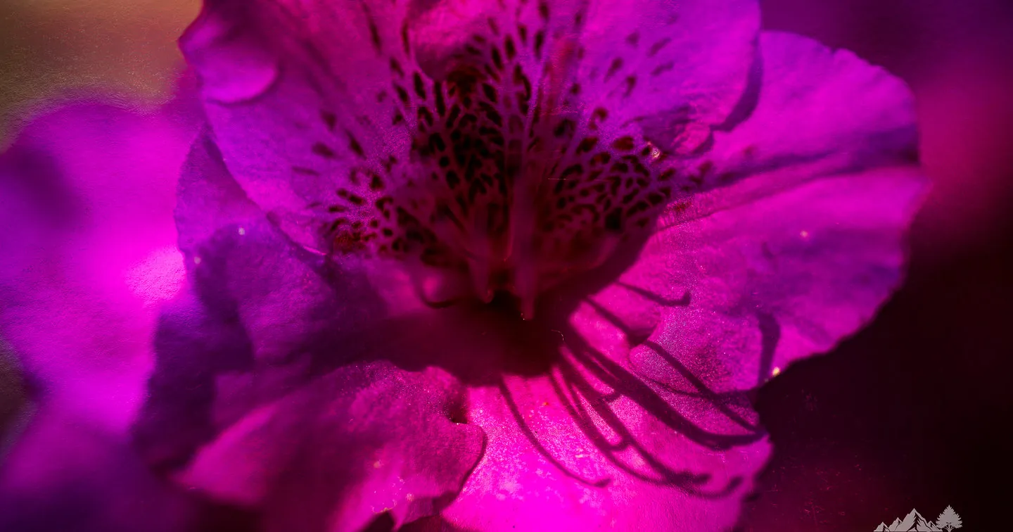 Vibrant Purple Flower Print