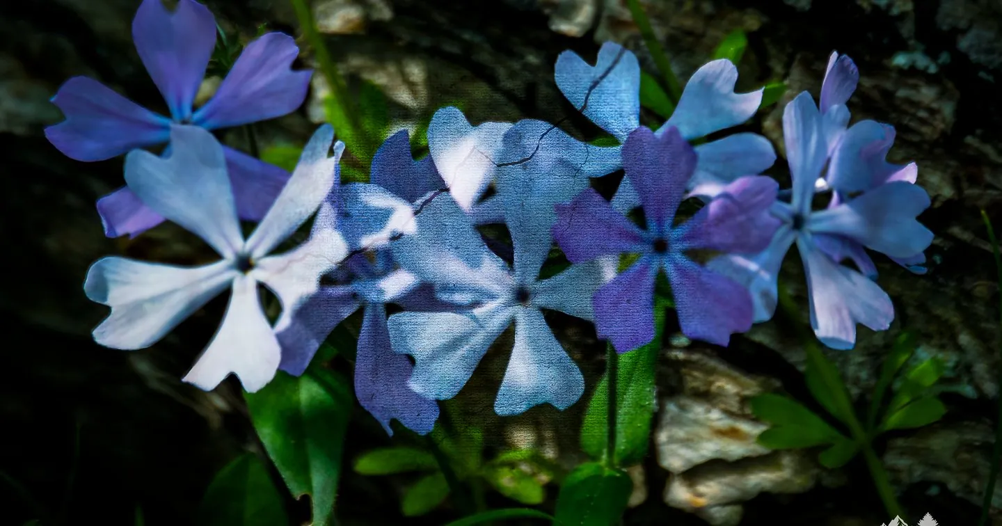 Violet Flowers
