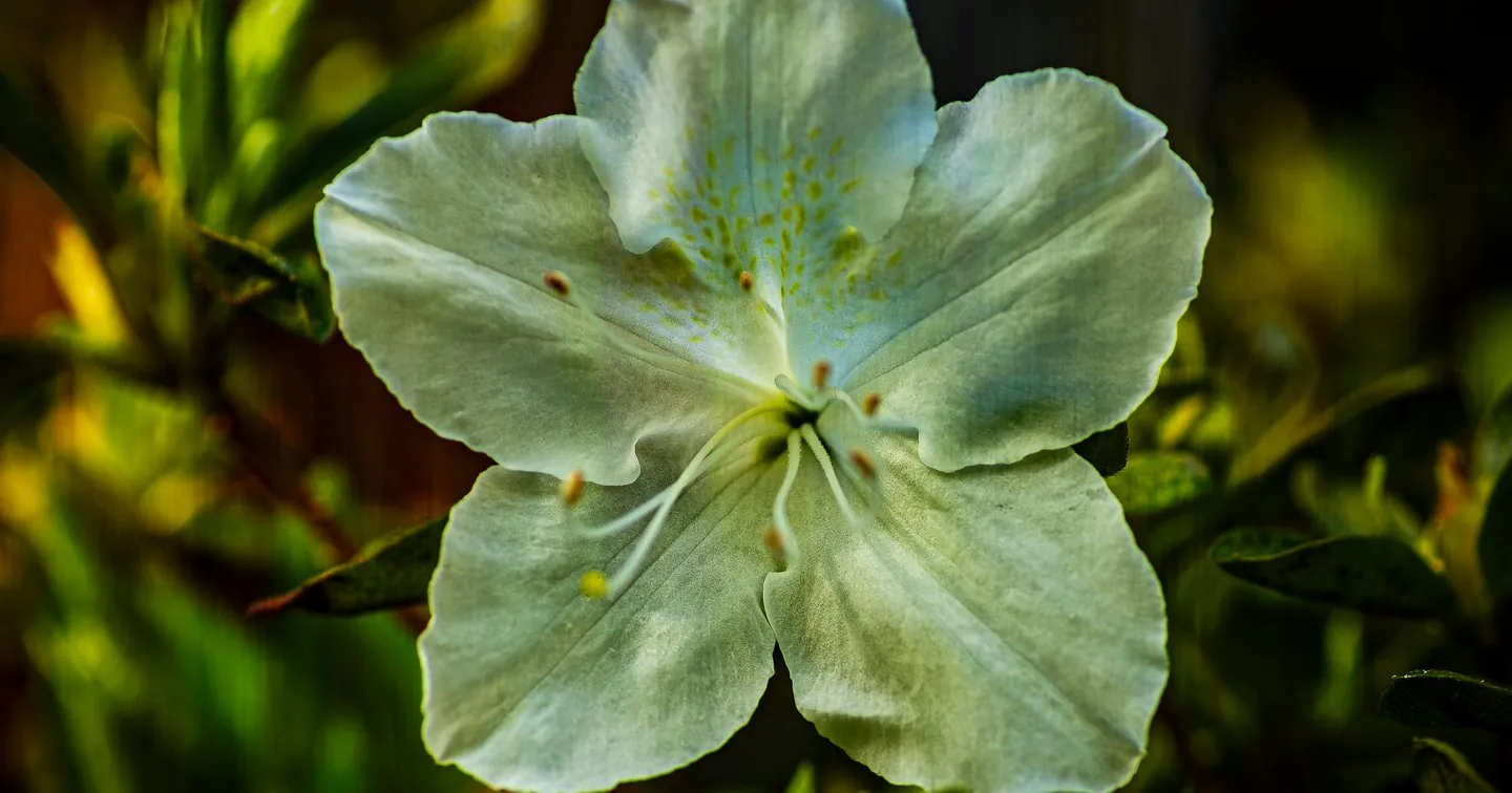 White Azalea Flower
