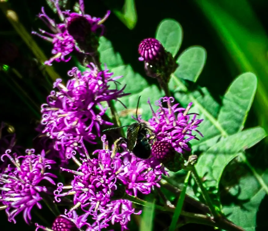 Wild purple thistle flowers