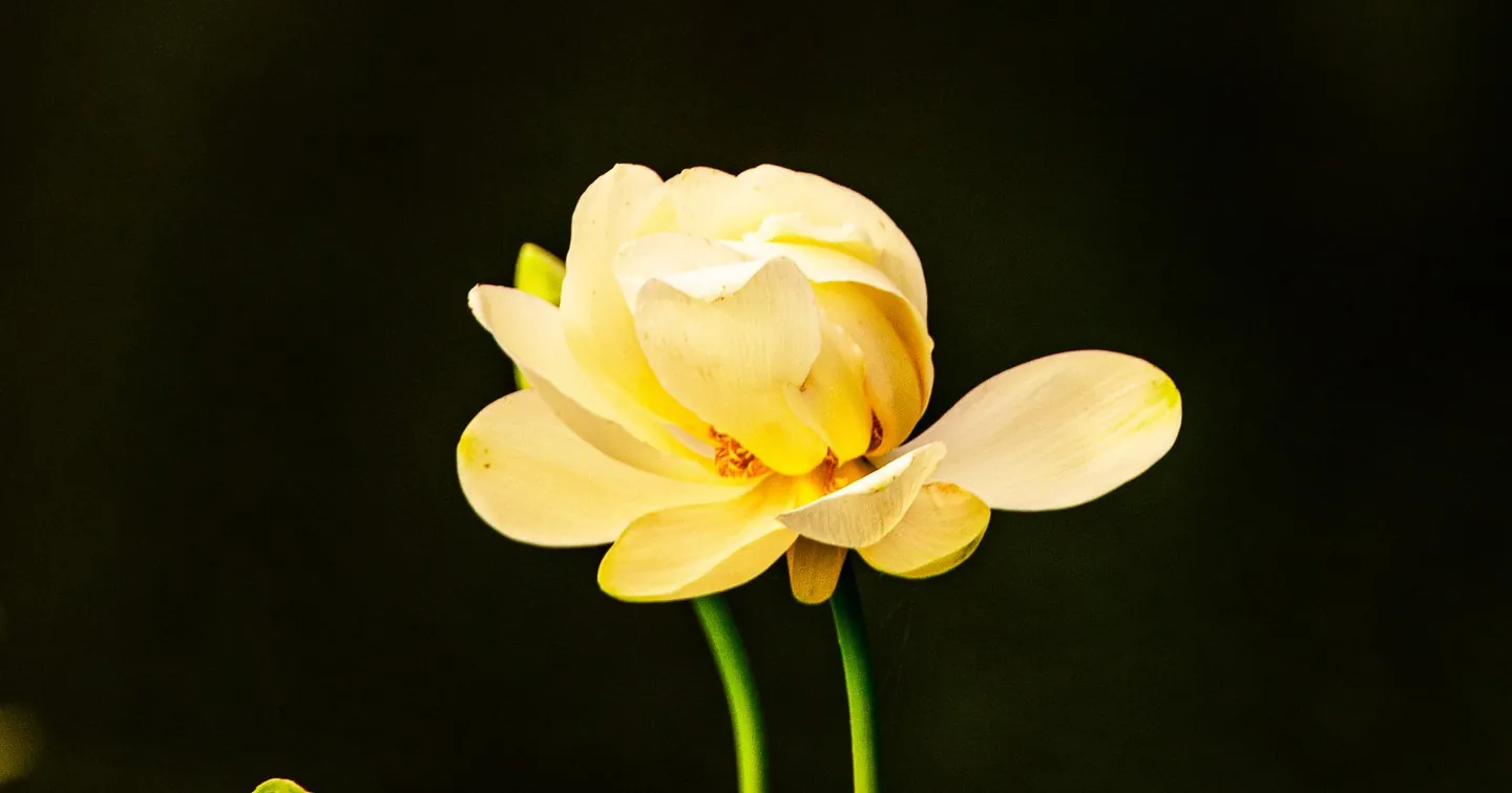 Yellow Lotus Flower
