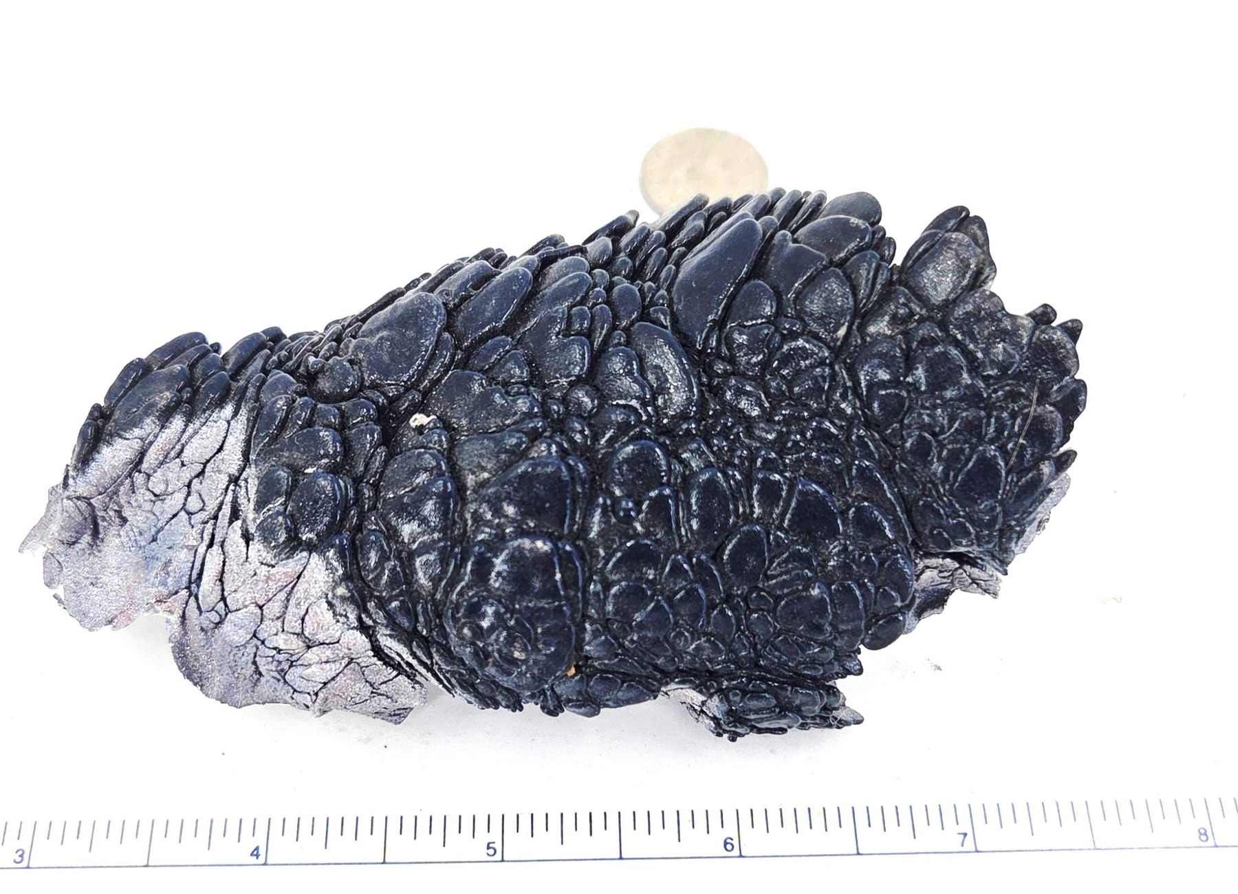 Kenworth Fordite Black Dragon Scale, view 1