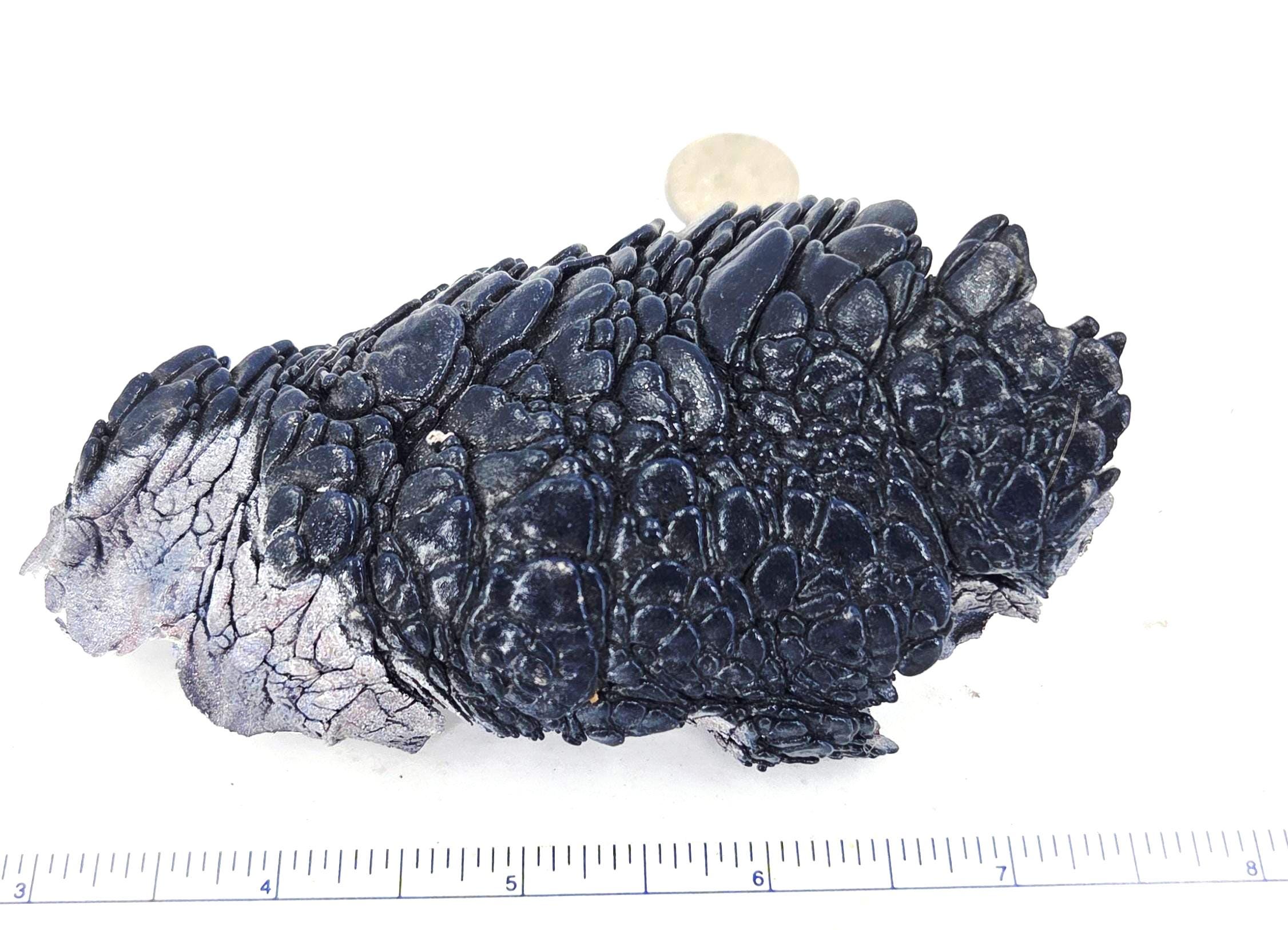 Kenworth Fordite Black Dragon Scale