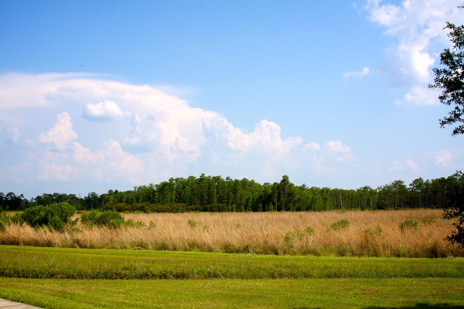 Open restored habitat with scattered trees at Disney Wilderness Preserve